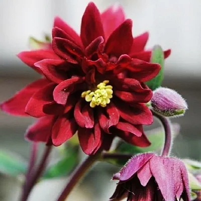 Аквилегия РУБИ ПОРТ обыкновенная  Аквилегия РУБИ ПОРТ обыкновенная в Владимире