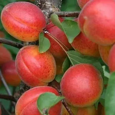 Абрикос НЬЮ-ДЖЕРСИ  Абрикос НЬЮ-ДЖЕРСИ в Владимире