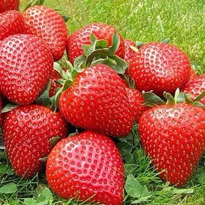 Клубника ЭЛИАНЕ в Владимире