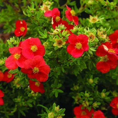 Лапчатка РЕД АЙС кустарниковая в Владимире