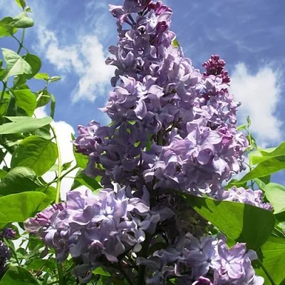 Сирень КРЫЛЬЯ НАДЕЖДЫ  Сирень КРЫЛЬЯ НАДЕЖДЫ в Владимире