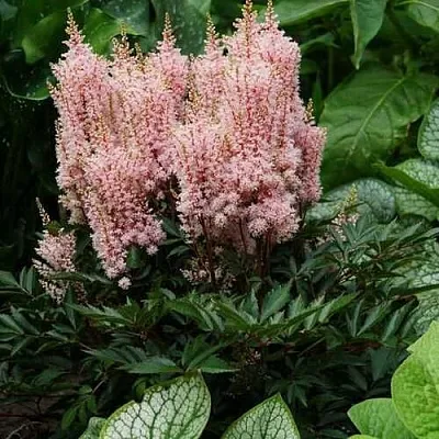 Астильба ЛУК ЭТ МИ японская  Астильба ЛУК ЭТ МИ японская в Владимире