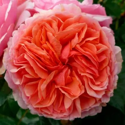 Саженцы роз ЧИППЕНДЕЙЛ чайно-гибридная  Саженцы роз ЧИППЕНДЕЙЛ чайно-гибридная в Владимире