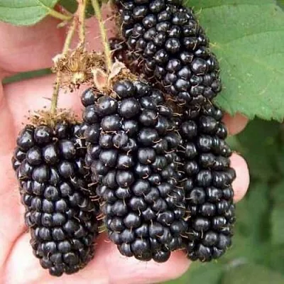 Ежевика ЛОХ НЕСС бесшипная  Ежевика ЛОХ НЕСС бесшипная в Владимире