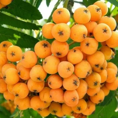 Рябина НЕВЕЖИНСКАЯ ЖЕЛТАЯ сладкоплодная — описание сорта Рябина НЕВЕЖИНСКАЯ ЖЕЛТАЯ сладкоплодная в Владимире