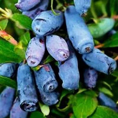 Жимолость съедобная ВОЛХОВА  Жимолость съедобная ВОЛХОВА в Владимире