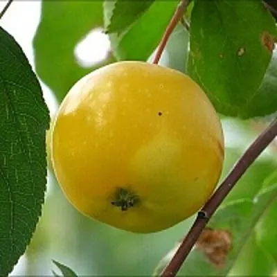 Яблоня КИТАЙКА ЖЁЛТАЯ колонновидная в Владимире