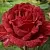 Саженцы роз РЕД ИНТУИШН чайно-гибридная в Владимире