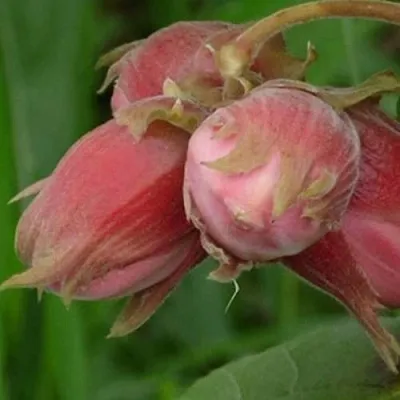 Фундук АКАДЕМИК ЯБЛОКОВ  Фундук АКАДЕМИК ЯБЛОКОВ в Владимире