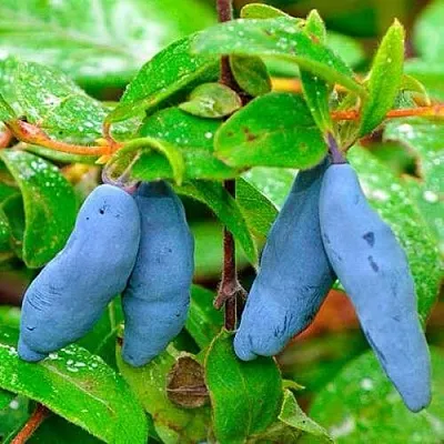 Жимолость съедобная МОРЕНА  Жимолость съедобная МОРЕНА в Владимире