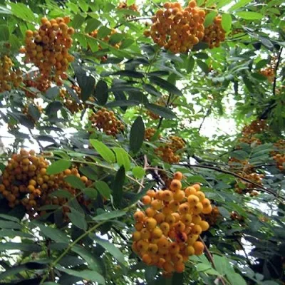 Рябина НЕВЕЖИНСКАЯ ЖЕЛТАЯ сладкоплодная — описание сорта Рябина НЕВЕЖИНСКАЯ ЖЕЛТАЯ сладкоплодная в Владимире