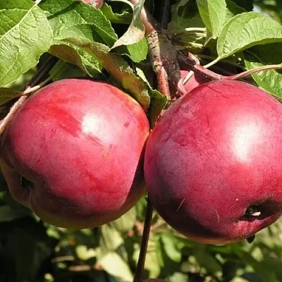 Яблоня ДАРУНАК  Яблоня ДАРУНАК в Владимире