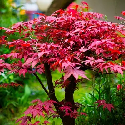 Клен дланевидный АТРОПУРПУРЕУМ  Клен дланевидный АТРОПУРПУРЕУМ в Владимире