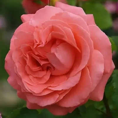 Саженцы роз ДИДИ БРИДЖУОТЕР плетистая  Саженцы роз ДИДИ БРИДЖУОТЕР плетистая в Владимире