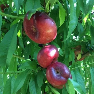 Нектарин ДОНАТ ИНЖИРНЫЙ  Нектарин ДОНАТ ИНЖИРНЫЙ в Владимире