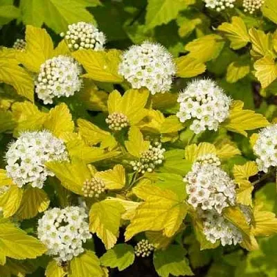 Пузыреплодник ДАРТС ГОЛД в Владимире