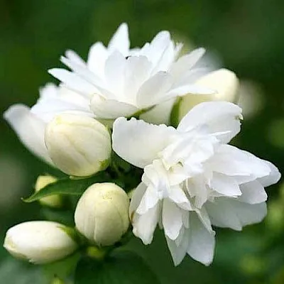 Жасмин ШНЕЕШТРУМ  Жасмин ШНЕЕШТРУМ в Владимире