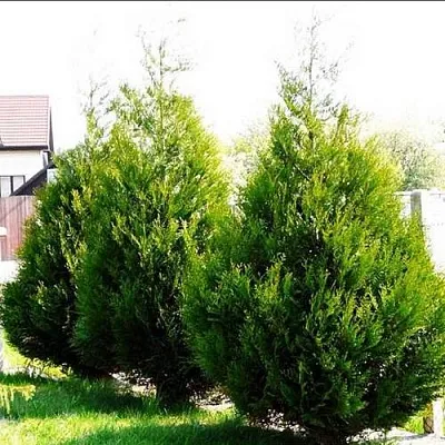 Туя АТРОВИРЕНС складчатая  Туя АТРОВИРЕНС складчатая в Владимире