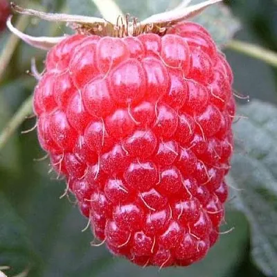 Ремонтантная  Ремонтантная в Владимире