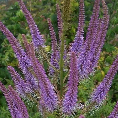 Вероникаструм ФАСЦИНЕЙШН  Вероникаструм ФАСЦИНЕЙШН в Владимире