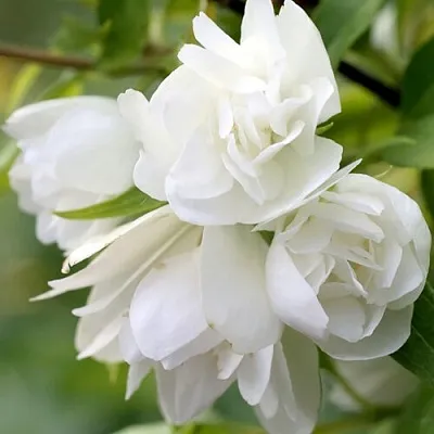 Жасмин МАНТО Д’ЭРМИН  Жасмин МАНТО Д’ЭРМИН в Владимире