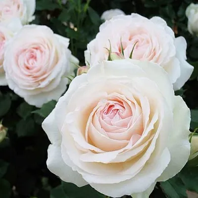 Саженцы роз ПАЛЕ РОЯЛЬ плетистая  Саженцы роз ПАЛЕ РОЯЛЬ плетистая в Владимире