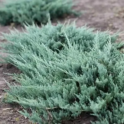 Можжевельник БЛЮ ЧИП горизонтальный  Можжевельник БЛЮ ЧИП горизонтальный в Владимире