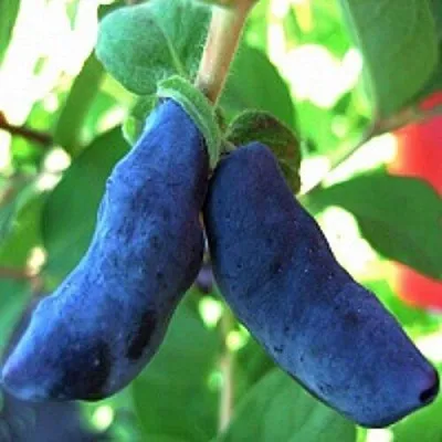 Жимолость съедобная БАКЧАРСКИЙ ВЕЛИКАН  Жимолость съедобная БАКЧАРСКИЙ ВЕЛИКАН в Владимире