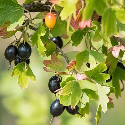 Смородина золотистая БЛЭЙКСТ  Смородина золотистая БЛЭЙКСТ в Владимире