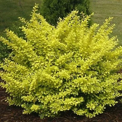 Барбарис АУРЕА тунберга  Барбарис АУРЕА тунберга в Владимире