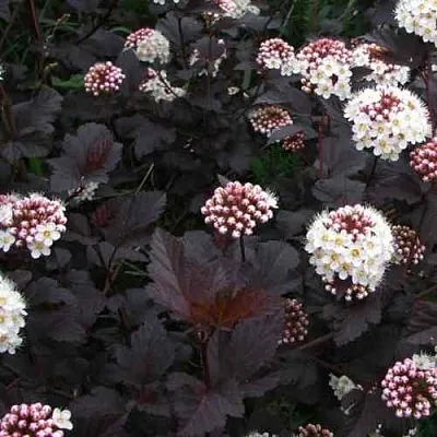 Пузыреплодник ДИАБЛО  Пузыреплодник ДИАБЛО в Владимире