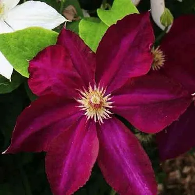 Клематис МАЗОВШЕ в Владимире