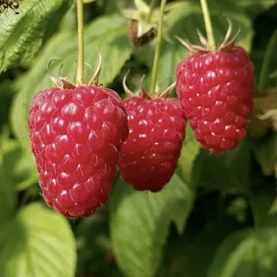 Малина МАПЕМА   Малина МАПЕМА  в Владимире