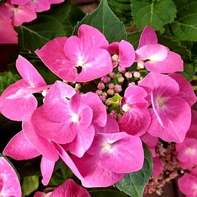 Гортензия ТАУБЕ крупнолистная  Гортензия ТАУБЕ крупнолистная в Владимире