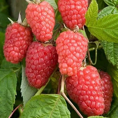 Малина КАСКАД ДЕЛАЙТ в Владимире