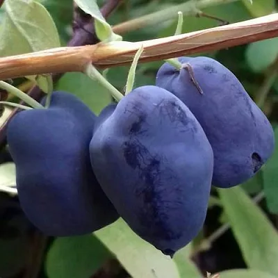 Жимолость съедобная БОРЕАЛ БЬЮТИ (СЕВЕРНАЯ КРАСАВИЦА)  Жимолость съедобная БОРЕАЛ БЬЮТИ (СЕВЕРНАЯ КРАСАВИЦА) в Владимире