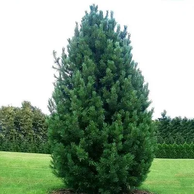 Сосна кедровая   Сосна кедровая  в Владимире