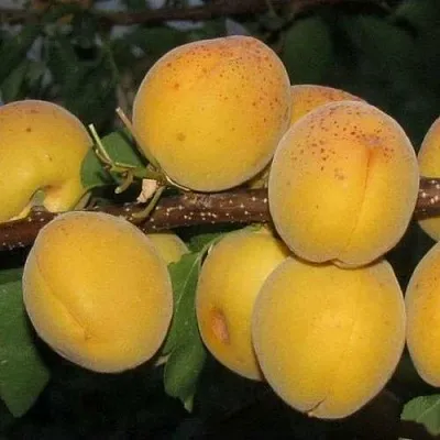 Абрикос ДЕСЕРТНЫЙ ГОЛУБЕВА  Абрикос ДЕСЕРТНЫЙ ГОЛУБЕВА в Владимире