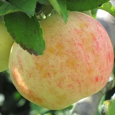 Яблоня ЛЕТНЕЕ СЛАДКОЕ в Владимире