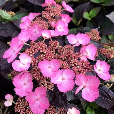 Гортензия ДАРЕДЕВИЛ пильчатая в Владимире