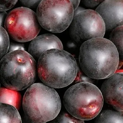 Абрикос ЧЕРНЫЙ ПРИНЦ  Абрикос ЧЕРНЫЙ ПРИНЦ в Владимире