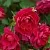 Саженцы роз КВАДРА плетистая в Владимире