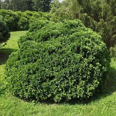 Туя УМБРАКУЛИФЕРА западная  Туя УМБРАКУЛИФЕРА западная в Владимире