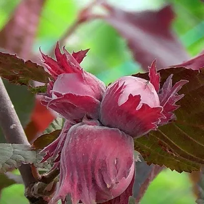 Фундук КАРДИНАЛ  Фундук КАРДИНАЛ в Владимире