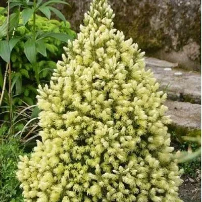 Ель МАЙГОЛД колючая  Ель МАЙГОЛД колючая в Владимире