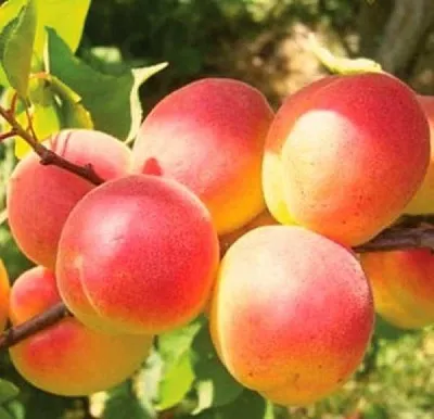 Абрикос NJA-19  Абрикос NJA-19 в Владимире