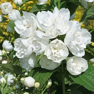 Жасмин махровый в Владимире