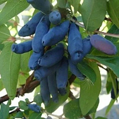 Жимолость съедобная ГОРДОСТЬ БАКЧАРА  Жимолость съедобная ГОРДОСТЬ БАКЧАРА в Владимире