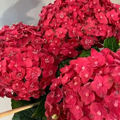 Гортензия ЭНДЛЕСС САММЕР ЛАВ крупнолистная  Гортензия ЭНДЛЕСС САММЕР ЛАВ крупнолистная в Владимире