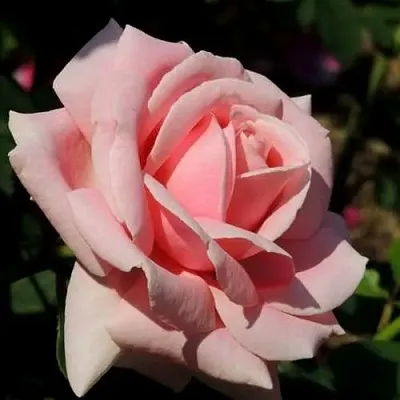 Саженцы роз ФРЕДРИК МИСТРАЛЬ чайно-гибридная  Саженцы роз ФРЕДРИК МИСТРАЛЬ чайно-гибридная в Владимире